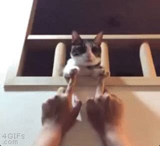 Cat Pawing At Finger GIFs - Find & Share on GIPHY