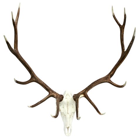 Elk Antler Drawing at GetDrawings | Free download