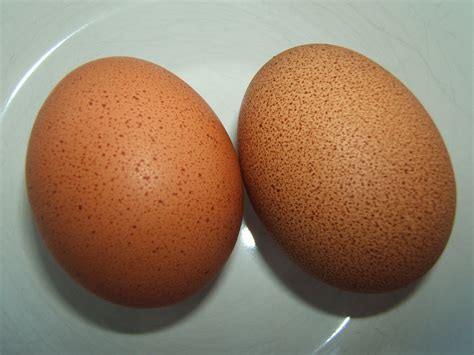 Bellecross Hens: Pullet Eggs