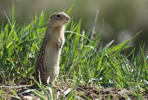 Nature Walk: 13-lined Ground Squirrel - Iowa Natural Heritage Foundation