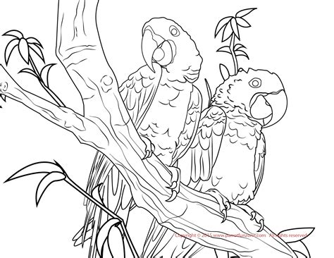 Download Hyacinth Macaw coloring for free - Designlooter 2020 👨‍🎨