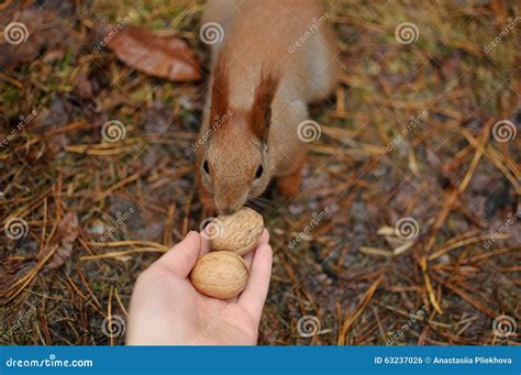 Red Squirrel in the Park Eating a Walnuts from Hands Stock Photo - Image of nature, furry: 63237026