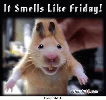 Friday Smell GIF - Friday Smell - Discover & Share GIFs