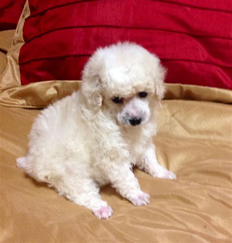 White Toy Poodle Puppies