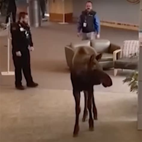 Moose causes a stir when it crashes inside a local hospital