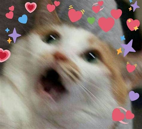 Wholesome Heart Emoji Meme Cat - dimecorazonteestoyescuchando