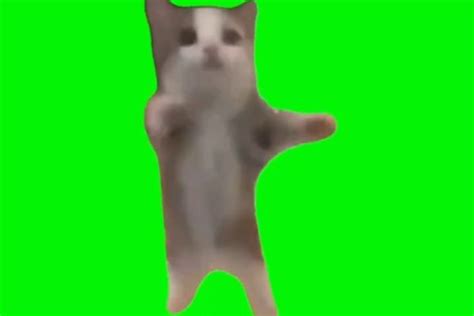 cat dancing meme template Archives - Video Meme