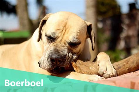 The Boerboel: An Ultimate Guide to The Gentle Guardian - Animalso