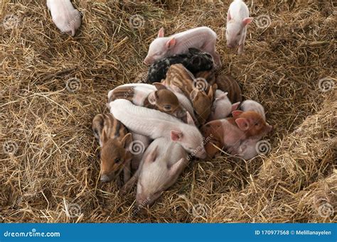 Pigs Are Sleeping After Eating. They Are Fat. Pig In A Pig Farm Royalty-Free Stock Photography ...