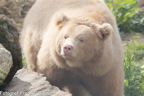 Albino Bear | Albino animals, Bear, Albino