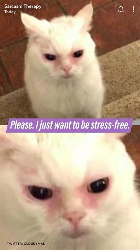 Stress Cat Meme