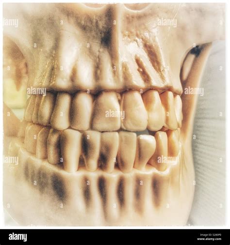 Skeleton teeth hi-res stock photography and images - Alamy