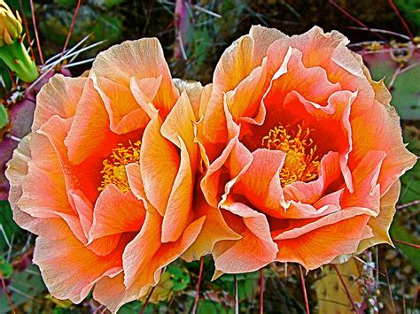 Engelmann Prickly Pear Cactus flowers in Big Bend National Park-Texas Photograph by Ruth Hager ...