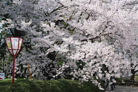 Cherry Blossom Tourism Makes Japan's Economy Bloom | HuffPost