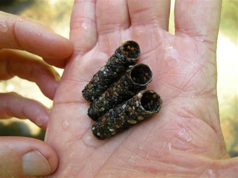 The Ornate Protective Cases of Caddisfly Larvae | Caddis flies, Caddis ...