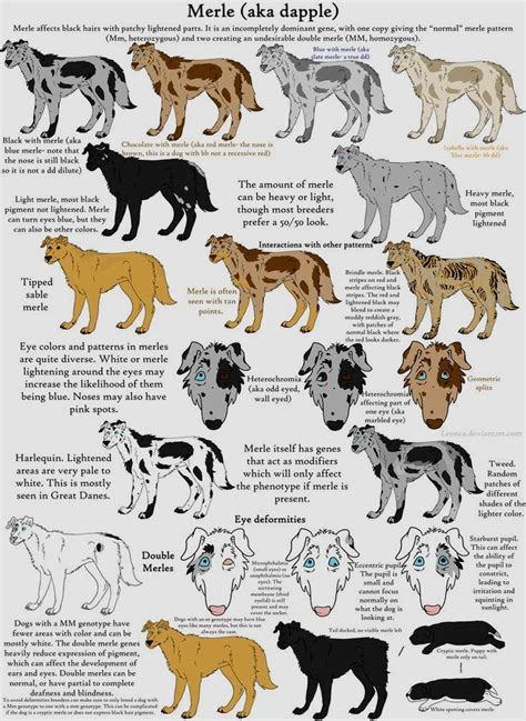 Pin by Emma L. Mayes on labradoodle | Catahoula leopard dog, Louisiana catahoula leopard dog ...