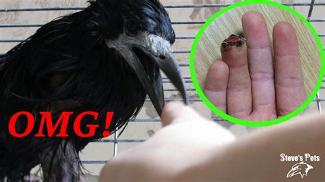 Raven Bites Finger! Bird Pecked Me Deadly? - YouTube