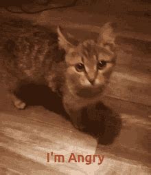 Angry Cat GIF - Angry Cat - Discover & Share GIFs