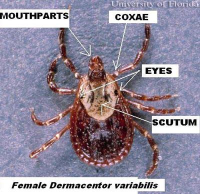 American dog tick - Dermacentor variabilis (Say)