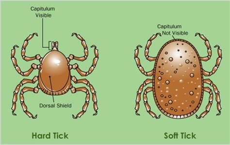 Tick Anatomy