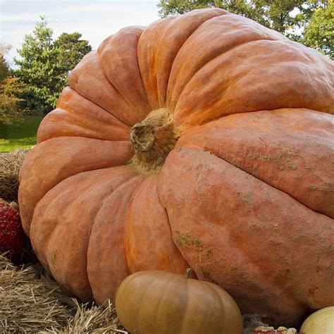 Pumpkin Seeds - Atlantic Giant | Vegetable Seeds in Packets & Bulk | Eden Brothers