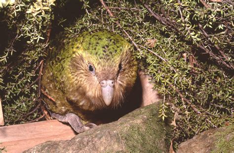 Kakapo Sounds