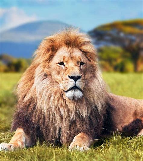 55 Interesting Lion Facts For Kids To Learn