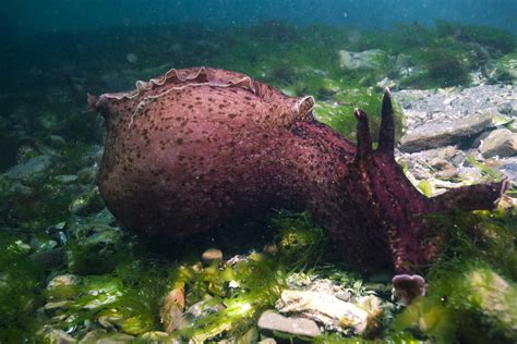 Sea Wonder: Sea Hare | National Marine Sanctuary Foundation