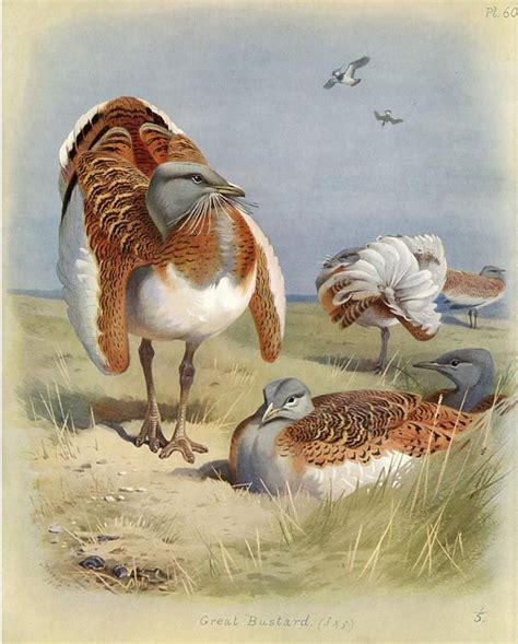 Great Bustard Decoupage, Historia Natural, Fine Photography, Scottish Artists, Archibald ...