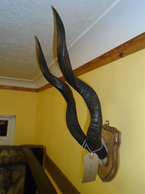 Mounted Kudu Antlers (DA-048) SOLD