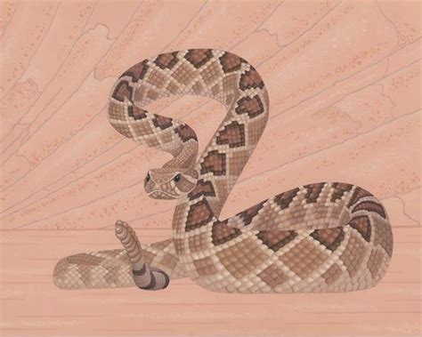 Western Diamondback Rattlesnake: wildlife art illustration | Etsy in 2021 | Poster prints, Snake ...