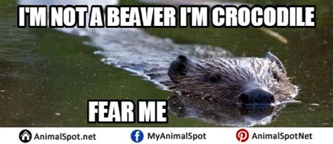 Beaver Memes