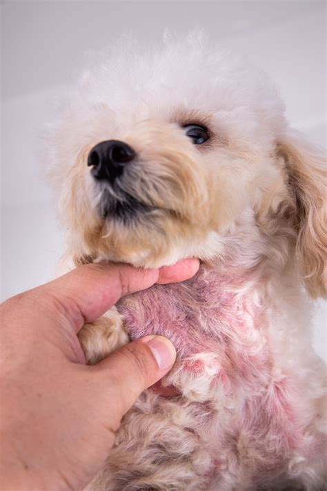 15 Types of Dog Skin Diseases With Pictures