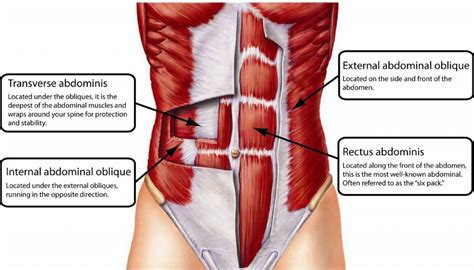 Abdominals & Core, Anatomy Explained