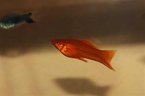 Swordtail Fish: 3 Reasons They’re Great for Beginners