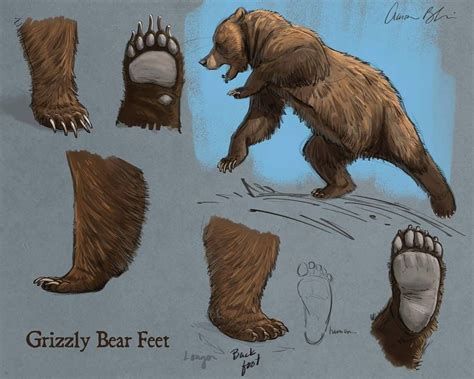 Today's How To Draw Bears video lecture was on Grizzly Bear Feet. The full course will be ...