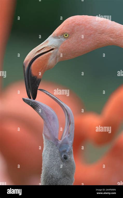 Flamingo feeding baby hi-res stock photography and images - Alamy