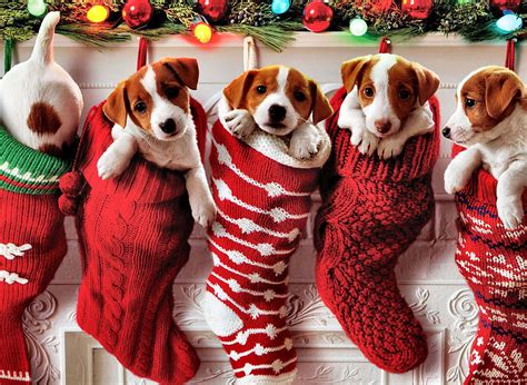 Download Christmas Dogs In Stockings Wallpaper | Wallpapers.com