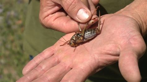 ‘Mormon Crickets’ Swarm Southeast Idaho Towns