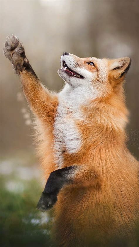 Happy Fox, foxes, animals, coyotes, wild, animal, nature, HD phone wallpaper | Peakpx