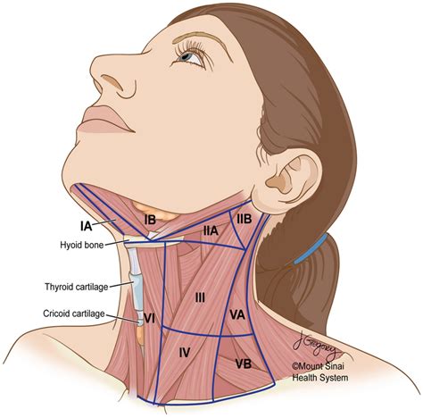 Lymph Node Anatomy Neck