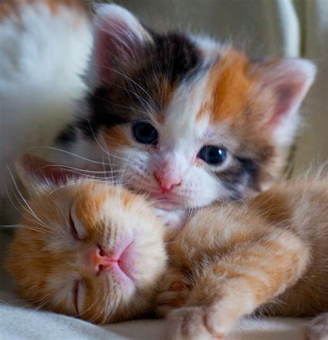 Orange Kittens Cuddling