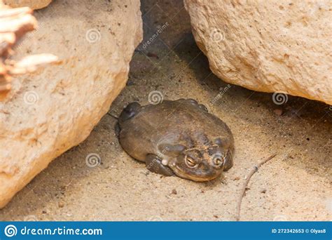 Colorado River Toad (Incilius Alvarius), Also Known As Sonoran Desert Toad Stock Image ...