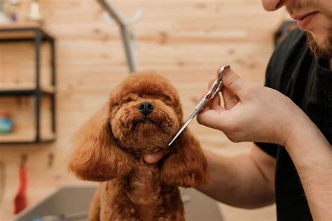 Top 5 Toy Poodle Grooming Tips - Poodle Me Up