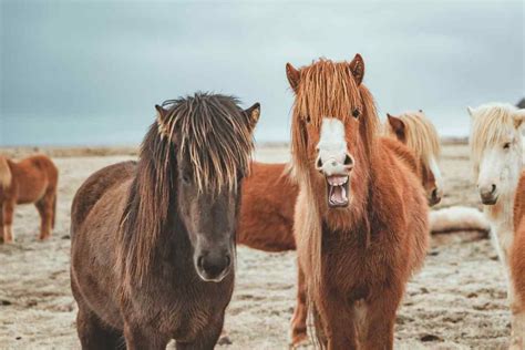 The Icelandic Horse: A National Treasure of Iceland