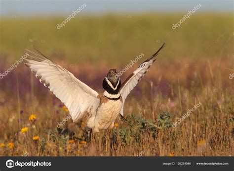 Little bustard display Stock Photo by ©paolo-manzi 159274046