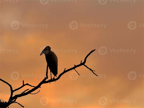 Silhouette bird at sunset 846170 Stock Photo at Vecteezy