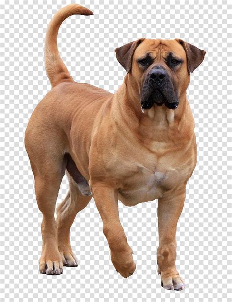 57+ Bullmastiff English Mastiff Image - Codepromos