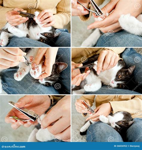 Trimming cat nails stock photo. Image of groomer, hand - 26826952