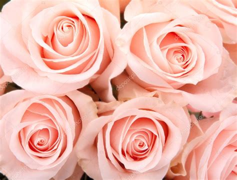 Pale pink roses — Stock Photo © tkemot #16519937